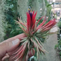 گیاهان هوازی آیونانتا خزه اسپانیایی لیندا|گل و گیاه طبیعی|مشهد, شهرک صنعتی توس|دیوار