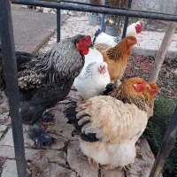 مرغ و خروس برهما وارداتی