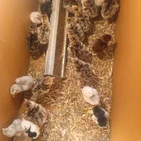 جوجه لاری افغان  3 روزه