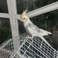 عروس هلندی نر سخنگو