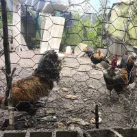 خروس جوان گردن لخت بسیار زیبا و سالم