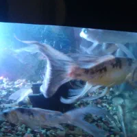 ماهی کوی|ماهی|پاکدشت, پاکدشت (مامازند)|دیوار