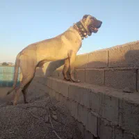 سگ سرابی جفت گیری