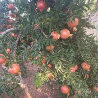 انارملس ،انارخندان ،انار آبگیری|خوردنی و آشامیدنی|شیراز, گلشن|دیوار
