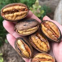 فروش انواع نهال گردو و بادام