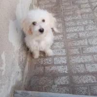 شیتزو 5ماهه