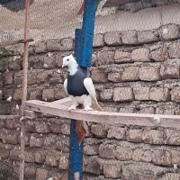 کبوتر طوقی و کبوتر پرشی|پرنده|بندر ترکمن, |دیوار