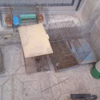قفس