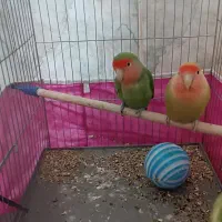 3عدد طوطی برزیلی شیطون با قفس