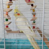 عروس هلندی رام|پرنده|سنندج, |دیوار