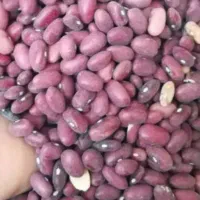 قصب جهرم حبوبات|خوردنی و آشامیدنی|شیراز, شهرک مدرس|دیوار