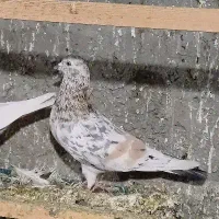 غریب گیری|پرنده|وحیدیه, |دیوار