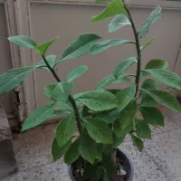 گل های آپارتمانی|گل و گیاه طبیعی|شهرکرد, |دیوار