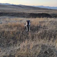 واگذاری گانگال