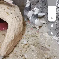 کبوتر طوقی تمیز|پرنده|لنده, |دیوار