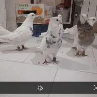 کبوتر طوقی|پرنده|پردیس, فاز ۸|دیوار