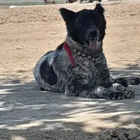 واگذاری سگ لاس قدرجونی گله ای چل وروانی