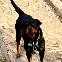 روتوایلر ماده