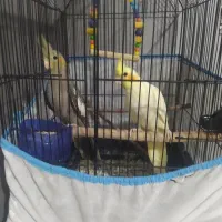 عروس هلندی|پرنده|حویق, |دیوار