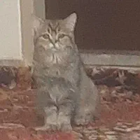 گربه کمشده|حیوانات|تبریز, |دیوار