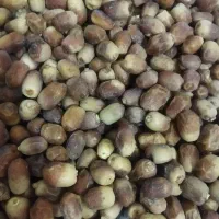 خرمای زاهدی