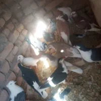 کفتر رنگه آلمانی پرش جفتکاه جلگه رخ