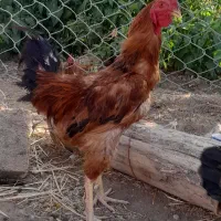 خروس، اردک، غاز