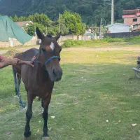 مادیان پنج ساله|اسب و تجهیزات اسب‌سواری|عباس‌آباد, |دیوار