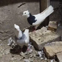 طوقی|پرنده|یزد, |دیوار