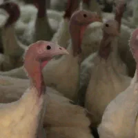 بوقلمون بیوتی گوشتی|حیوانات مزرعه|تهران, شهرک استقلال|دیوار