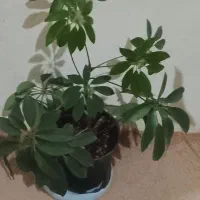 انواع گل های آپارتمانی