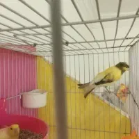 قناری مست بخون