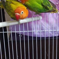 طوطی برزیلی یوینگ