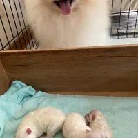 سگ توله dog pomeranian پامر پامرانین خرسی سفید 65