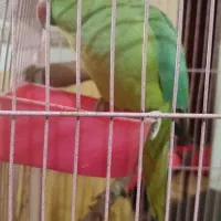 طوطی ملنگوم