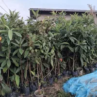 تولید انواع گلهای بیرونی وموز ومرکبات اصلاح  شده