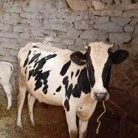 گاو جوان