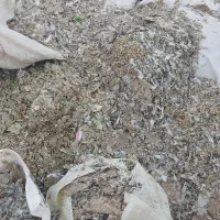 زل کبوتری یاکودکبوتری|گل و گیاه طبیعی|فلاورجان, |دیوار