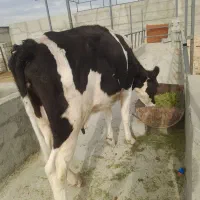 گاو گوساله نوبر شیری جنس خالص ۱۱۵ ملیون|حیوانات مزرعه|شیراز, بید زرد|دیوار