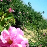 سفر به دیار گل و گلاب. میمند