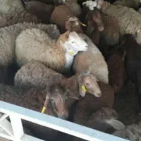 گوسفند قلم آبی ارسال کل نقاط سلاخی انجام میدیم