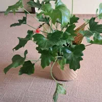 گل زیبا. ‌..|گل و گیاه طبیعی|بجنورد, |دیوار