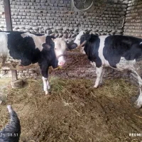 گاو|حیوانات مزرعه|بندر گز, |دیوار