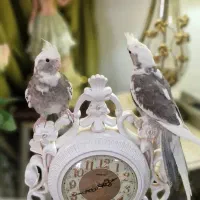 دو عدد عروس هلندی البینو نر