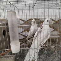 جفت مولد آلبینو با ۲ تا جوجه۲۵ روزه