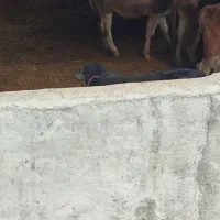 گوساله نر داشتی|حیوانات مزرعه|دینور, |دیوار