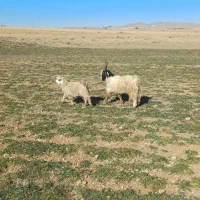 گوشتی داشتی