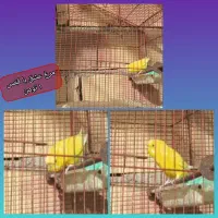 ۱ عدد مرغ عشق بفروش می‌رسد با قفس ۱ میلیون