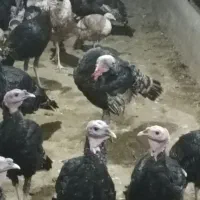 بوقلمون برنز وبربون|حیوانات مزرعه|قم, بوستان جوان|دیوار