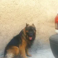 سگ جرمن شجره دار